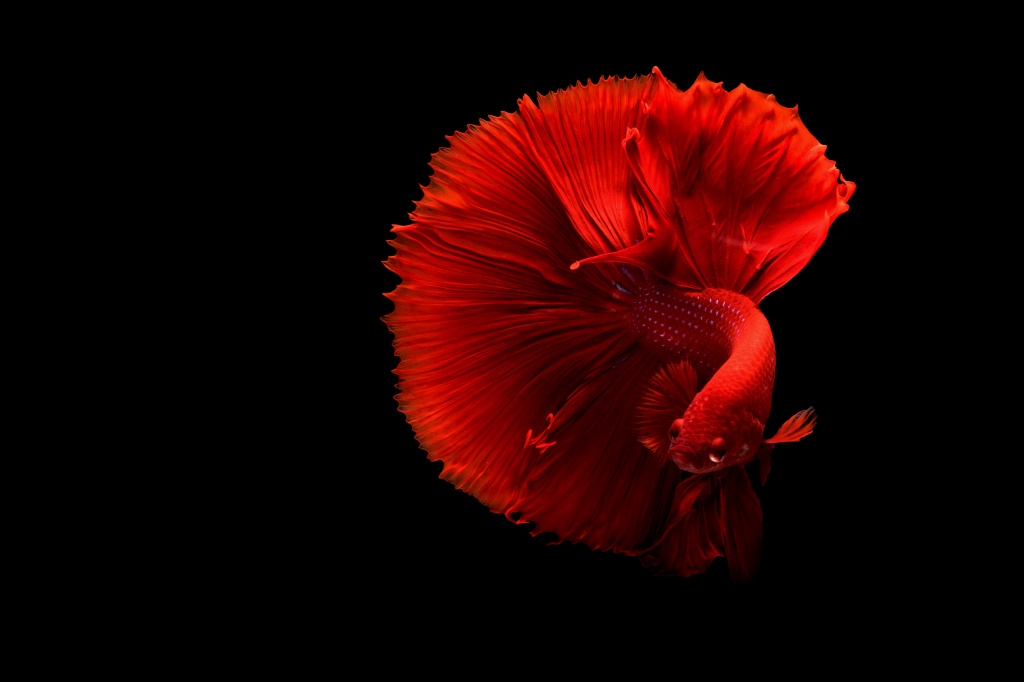close-up-of-fish-over-black-background-325044.jpg